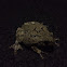 Grey Tree Frog
