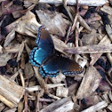 Red-spotted Purple