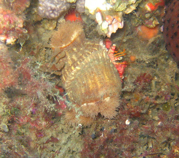 Spotting Image 1
