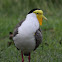 Masked Lapwing