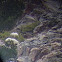 Mountain Goat