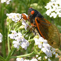 Periodic Cicada