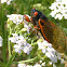 Periodic Cicada