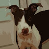 For the Love of a Pit Bull