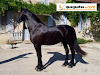 Doy A Mis Caballos