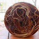 Papiro