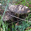 Old Man of the Woods