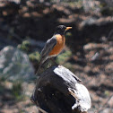 American Robin