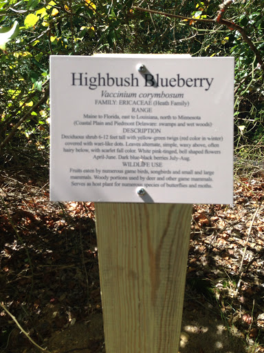Highbush Blueberry Example