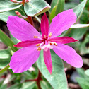 Fireweed