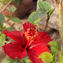 Hibiscus.