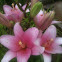 Lilly