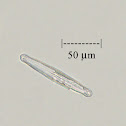 Diatom