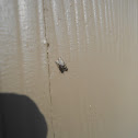 Fly