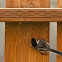 Black Capped Chickadee