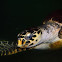 Green sea turtle