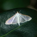 Four-spotted Palpita