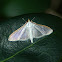 Four-spotted Palpita