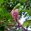 Indian Beech