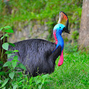 Southern Cassowary