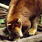 Matschie's Tree Kangaroo
