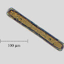 Very Large Diatom