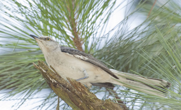 Spotting Image 1