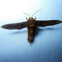 Moth
