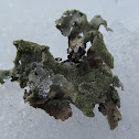 Common Greenshield