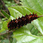 Crimson Rose caterpillar