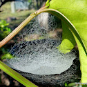 Spider web