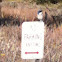 Scrub jay