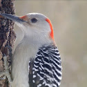 Red-bellied woodpecker