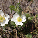 White Pasque-flower