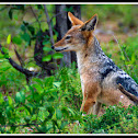 Black-backed Jackal