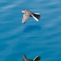 White Wagtail; Lavandera Blanca