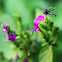 Hypoestes triflora (槍刀藥)
