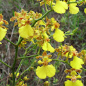 Oncidium
