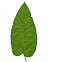 Common Ragweed (Leaf)