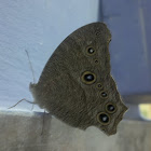 Common Evening Brown