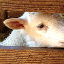 Lamb