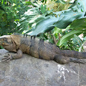 Green Iguana