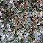 Ivy