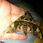 Hawkmoth