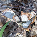 False Turkey Tail