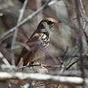 Hermit Thrush
