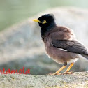Common Myna