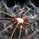 Diente de león