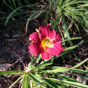 Daylily