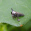Treehopper